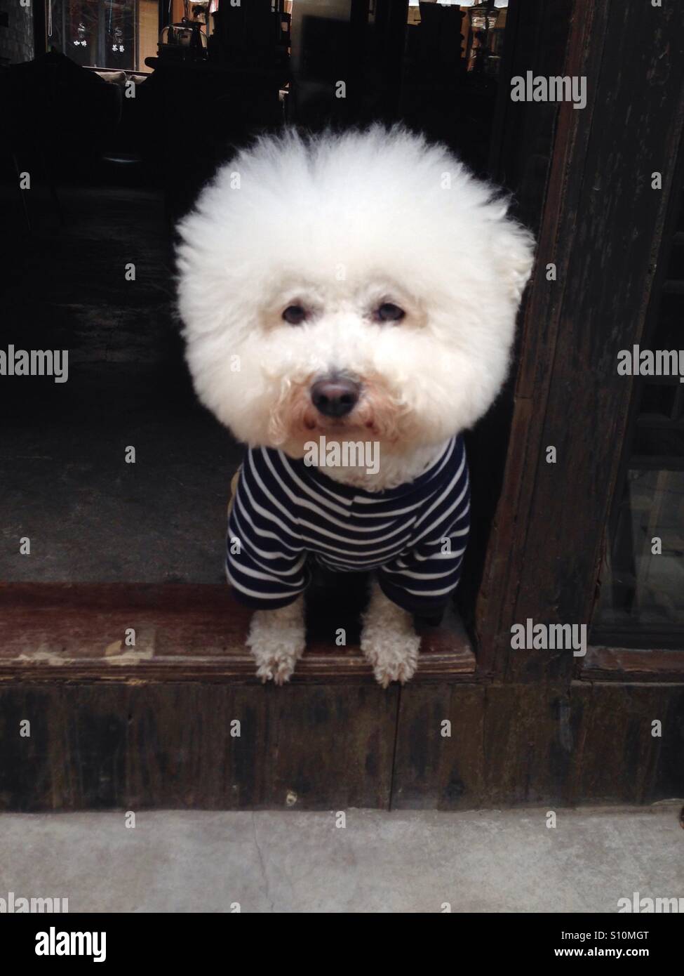 Funny dog, Zhujiajiao, China Stock Photo