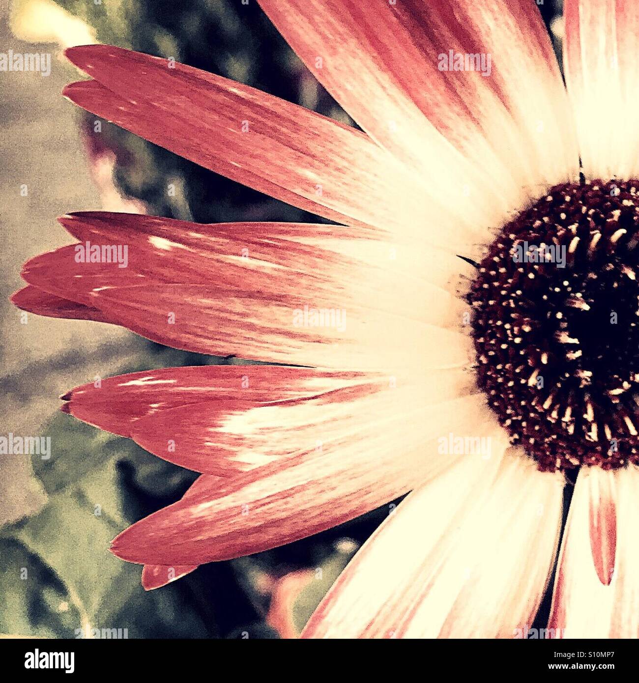 Daisy may hires stock photography and images Alamy