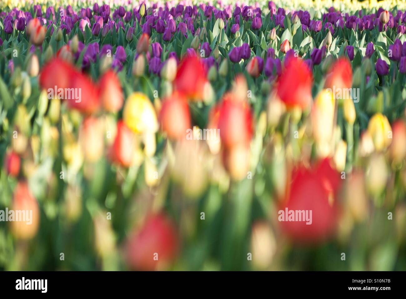 Tulip field - Smartphone Captured Stock Image