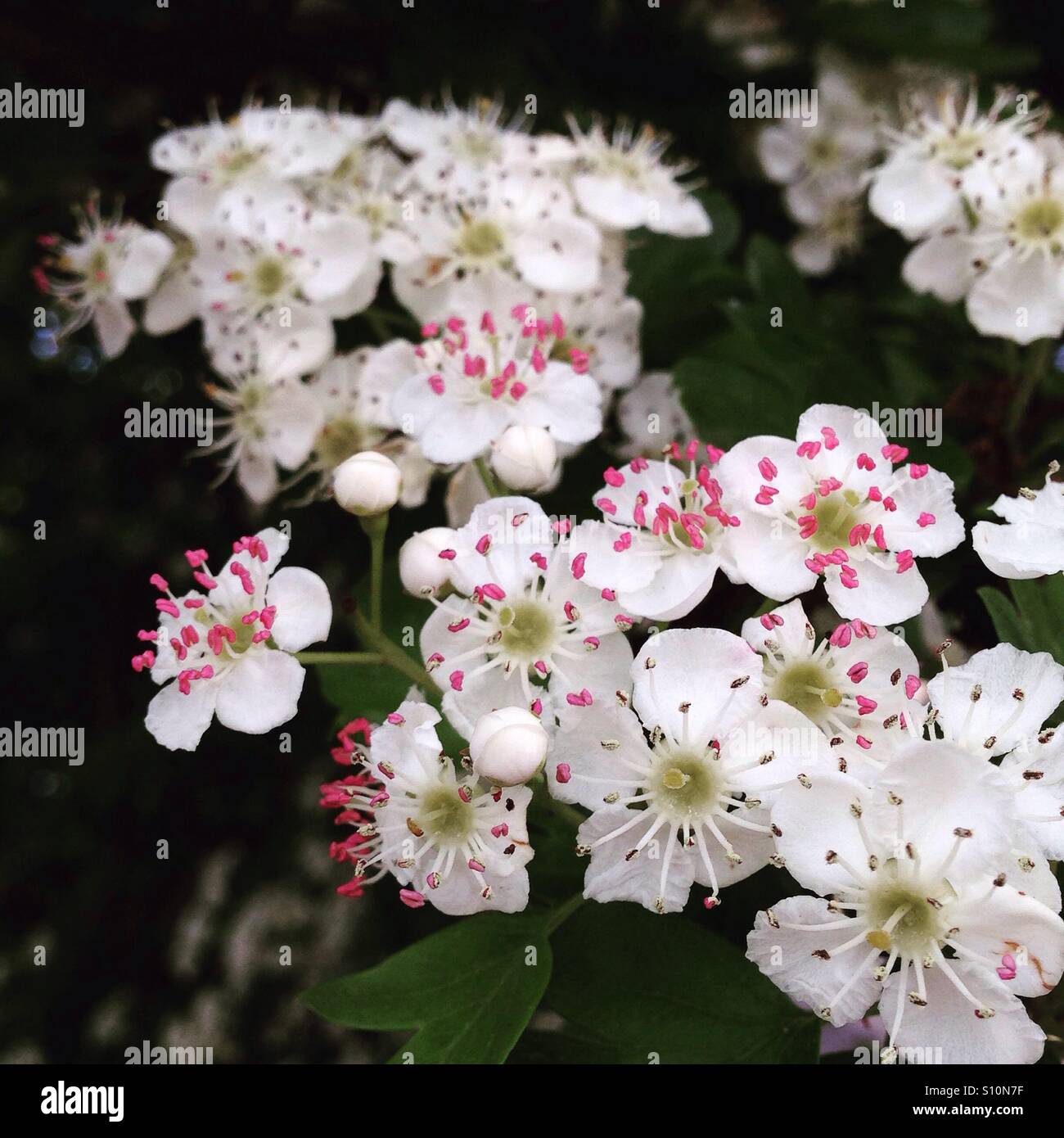 May blossom Stock Photo