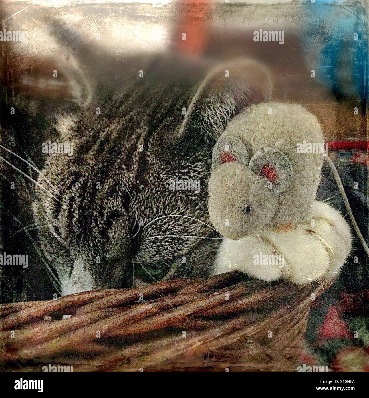 ...best friends.. or not..?! Stock Photo Alamy