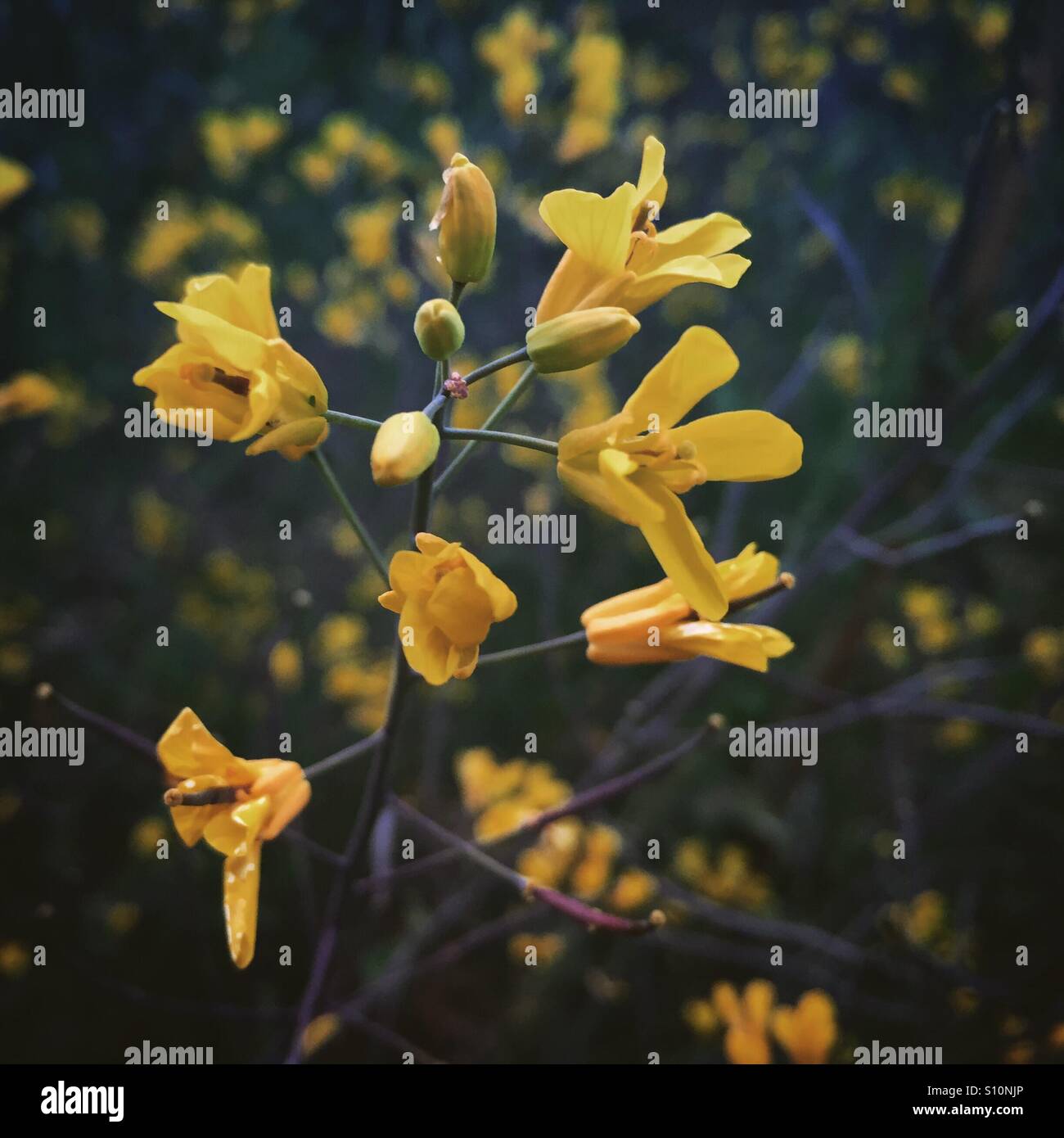 Close up of yellow flowers on a kale plant gone to seed growing in a garden in Ireland - Smartphone Captured Stock Image