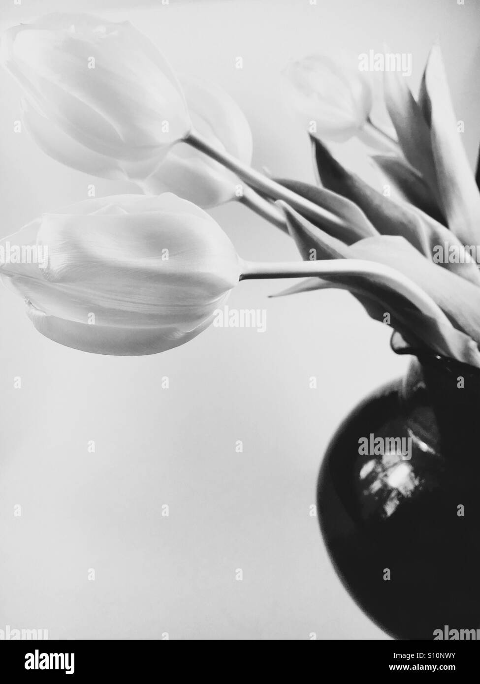 Black and white tulips - Smartphone Captured Stock Image