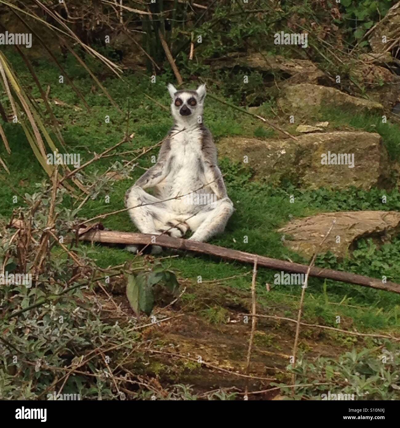 Meditating lemur Stock Photo