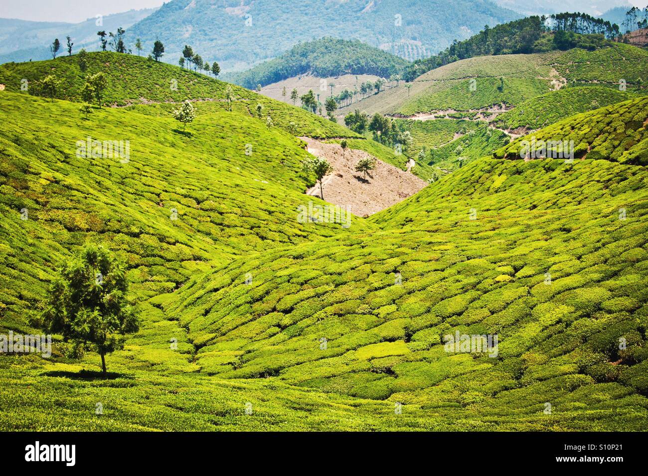 Tea fields, Munnar, India Stock Photo Alamy