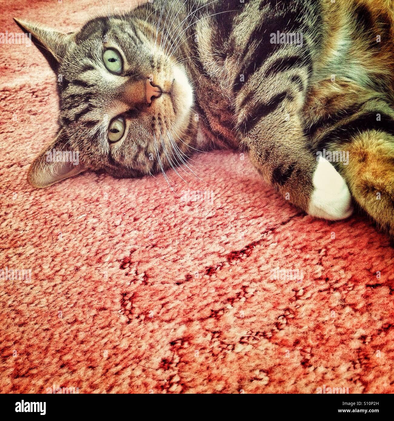 Tabby cat relaxing on a carpet. - Smartphone Captured Stock Image