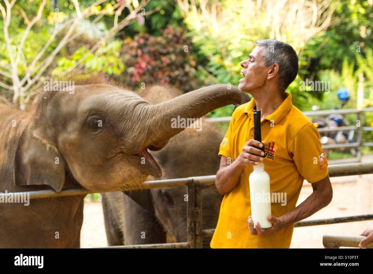 Man feeding baby elephant with milk, Pinawalla, Sri Lanka - Smartphone Captured Stock Image