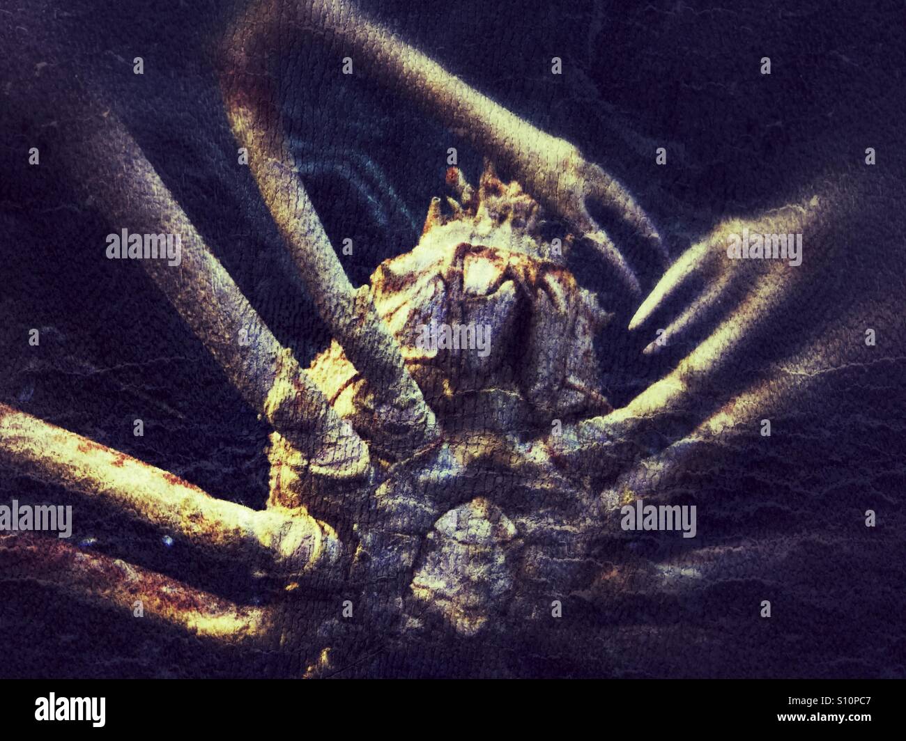 Horror - Smartphone Captured Stock Image