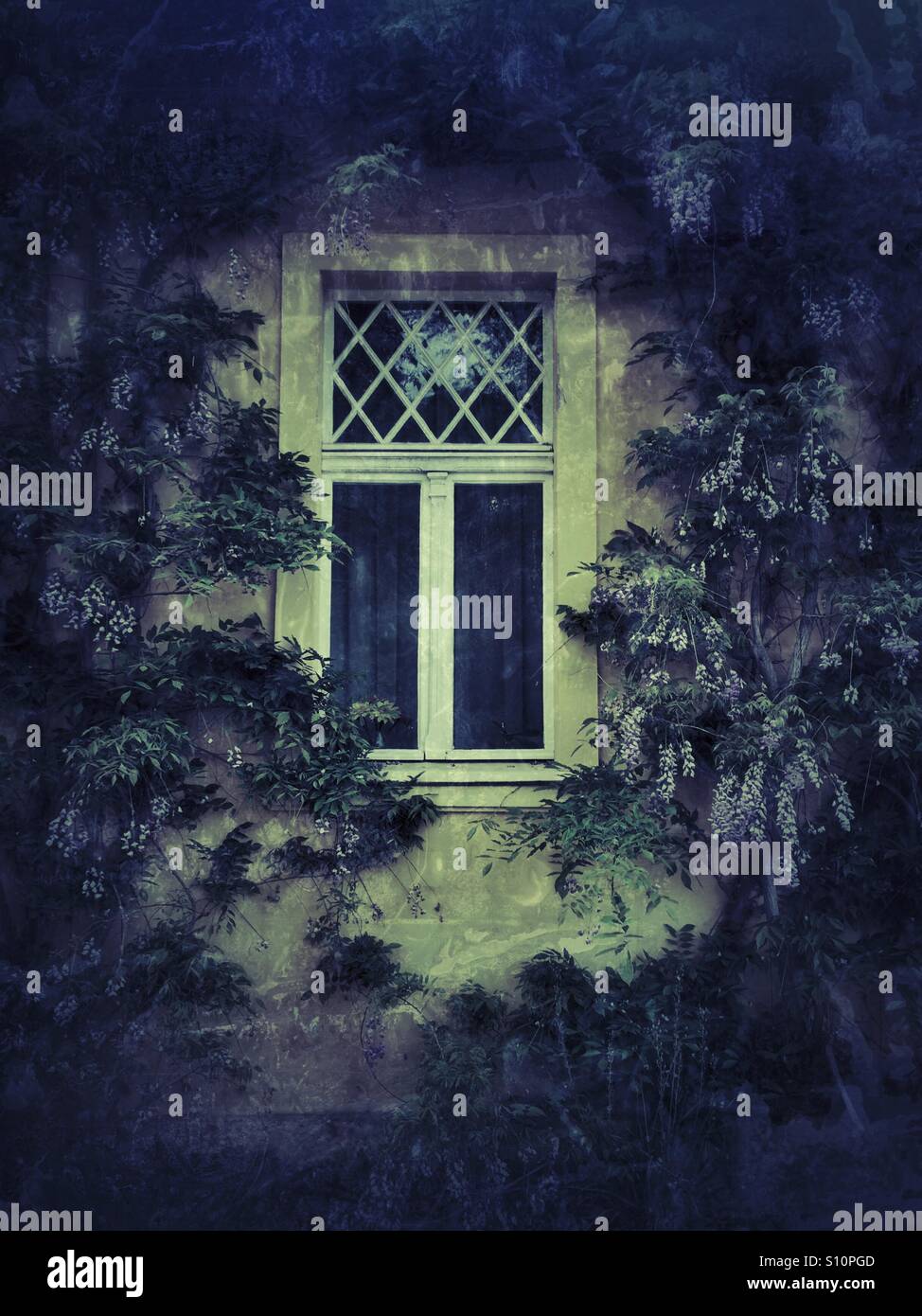 Window covered with plants - Smartphone Captured Stock Image