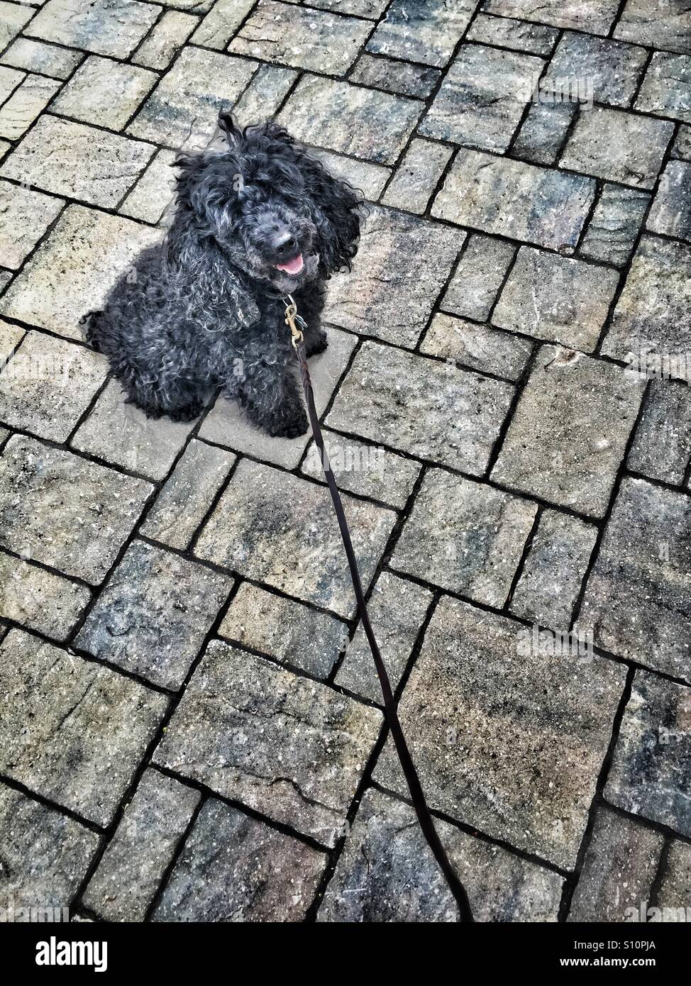 Shaggy miniature black poodle on a leash sitting outside on patio stones waiting to go for a walk Stock Photo