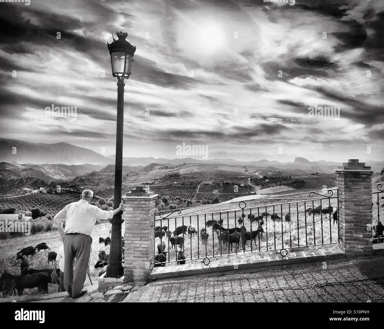 Goats grazing outside Olvera. Olvera landscapes series. Black and white version. Stock Photo