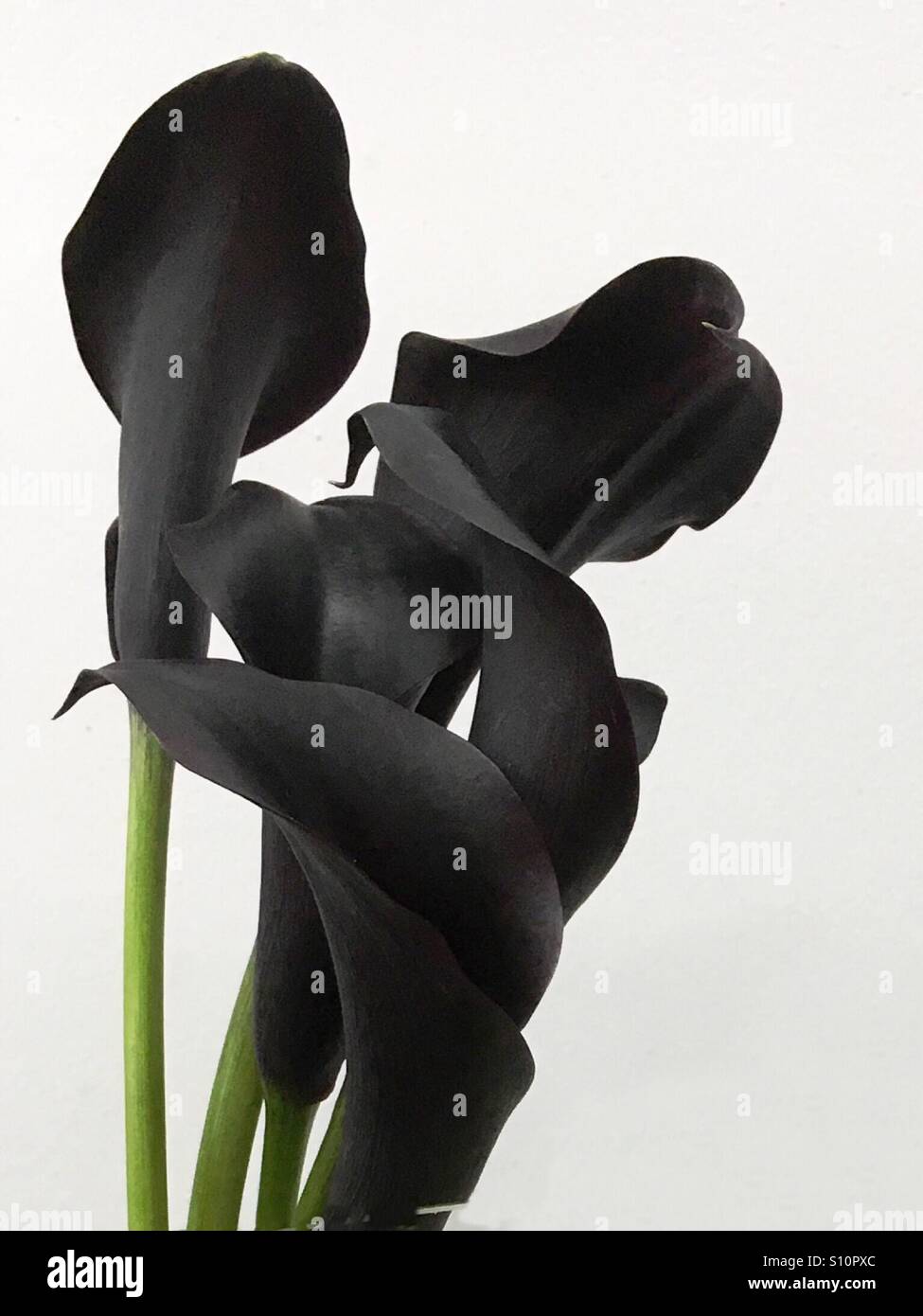 Black Calla Lilies - Smartphone Captured Stock Image
