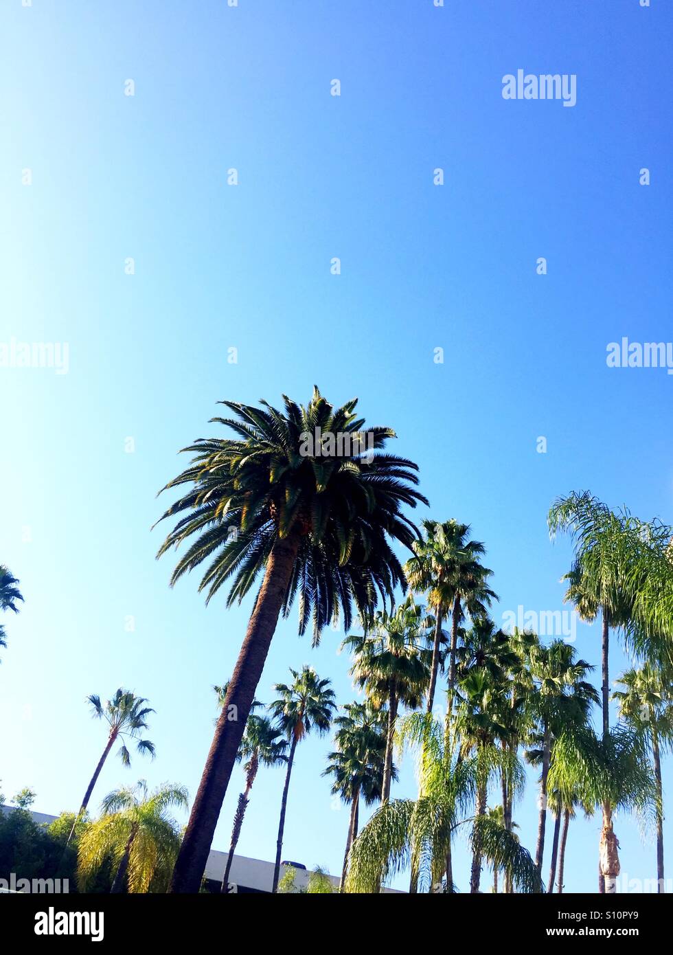 La palm trees hi-res stock photography and images - Alamy