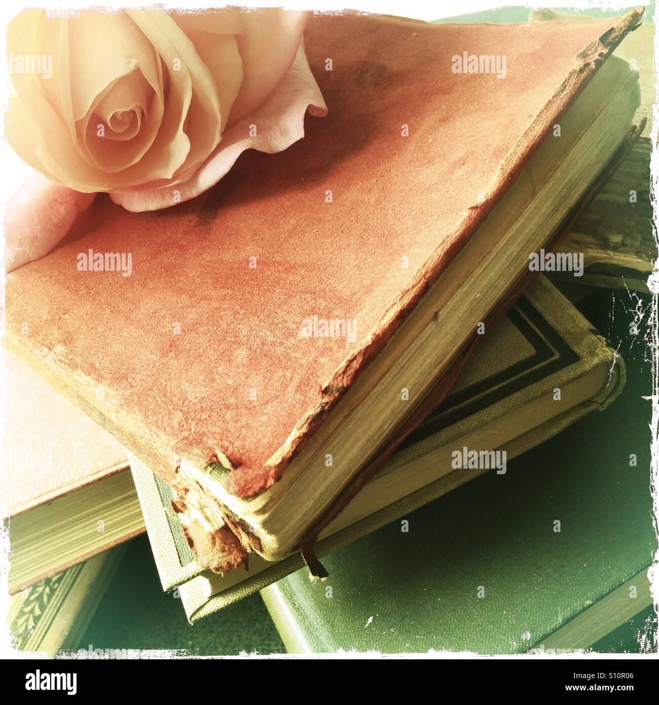 Rose on vintage books - Smartphone Captured Stock Image