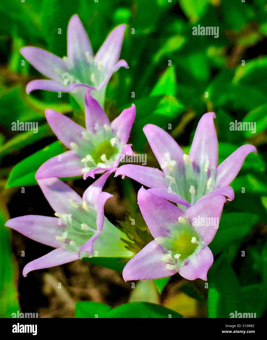 Macro view of tiny purple and white flowers with green leaf background, Richardia grandiflora Stock Photo