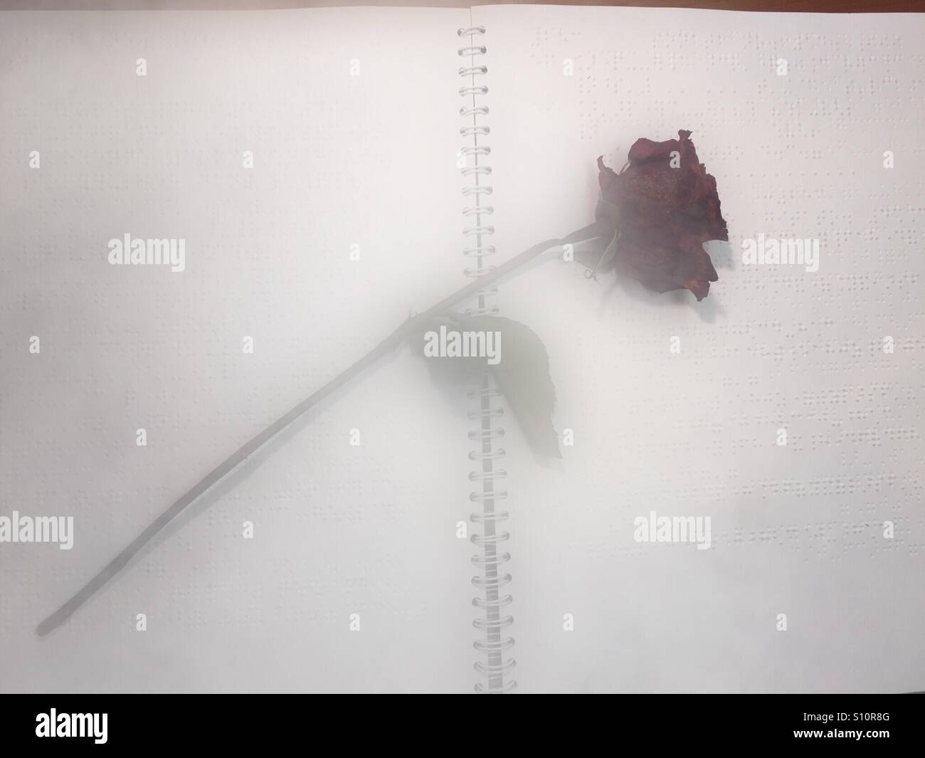 Blind man's love: Withered rose on a Braille score of the Moonlight Sonata. Classic. Iconic. Symbolic. Love is blind. Many icons. Symbols. - Smartphone Captured Stock Image