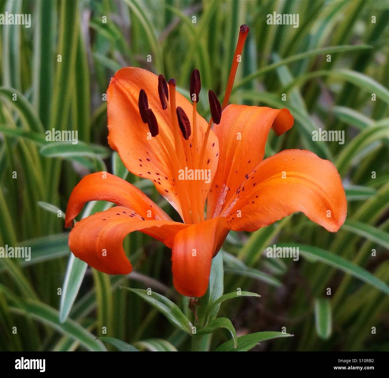 Orange asiatic lily Stock Photo - Alamy