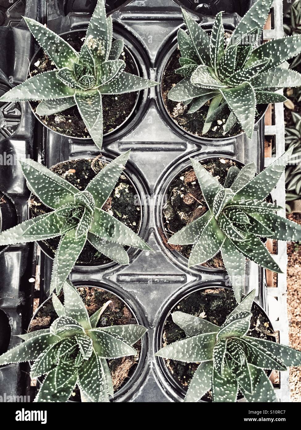 Succulents in a tray Stock Photo