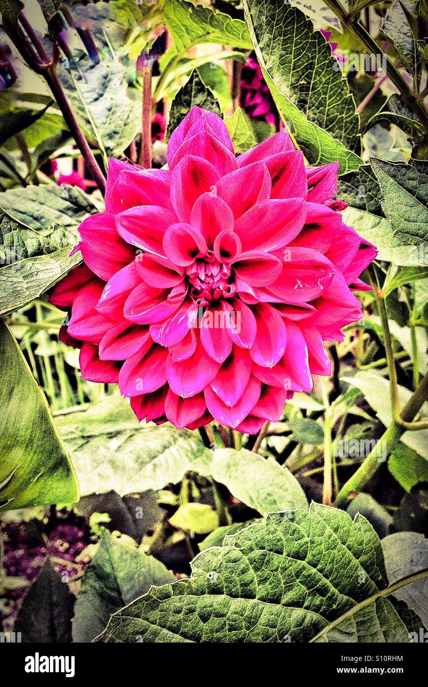 Flower, Bogota, Colombia - Smartphone Captured Stock Image