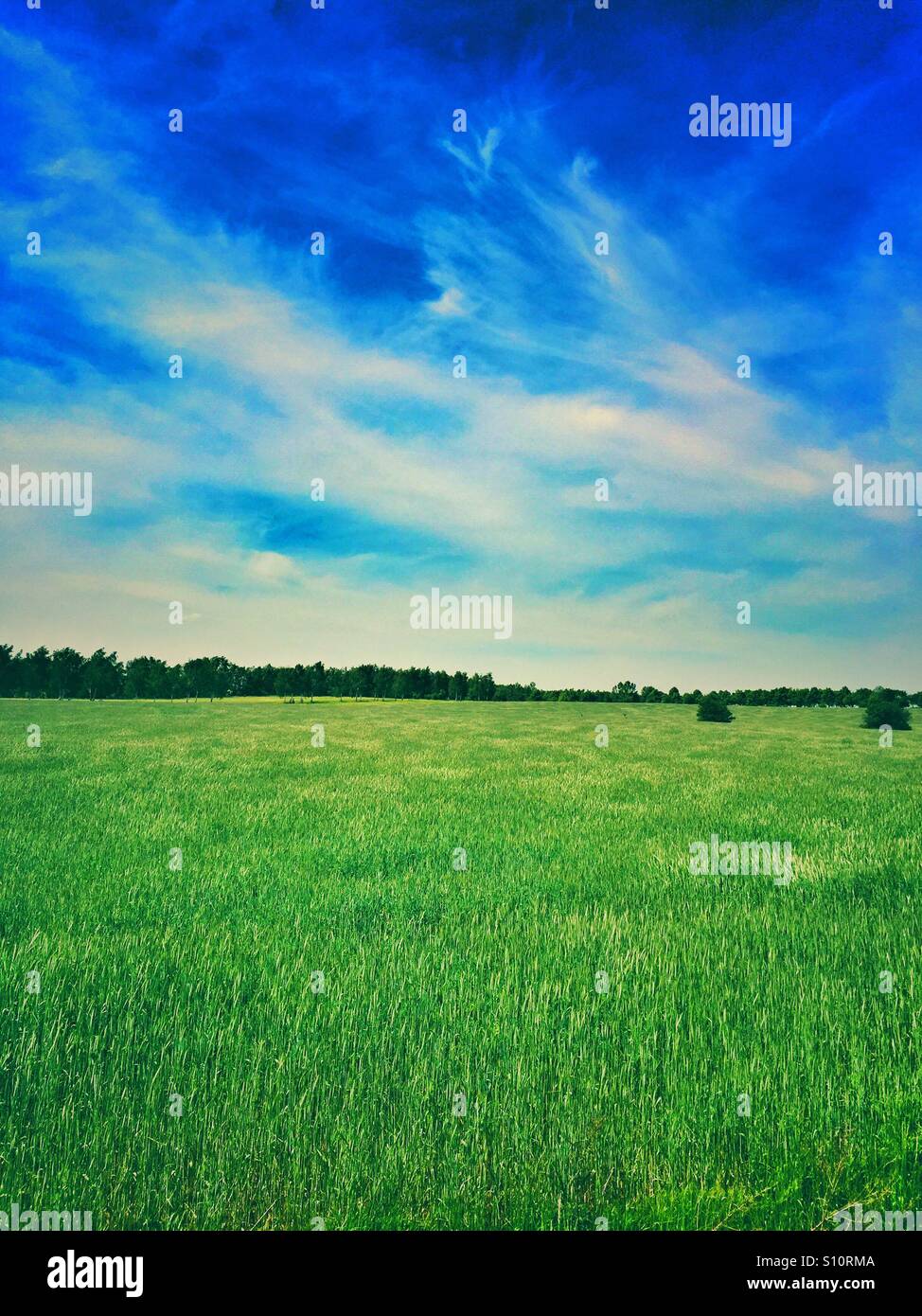 Wheat field - Smartphone Captured Stock Image
