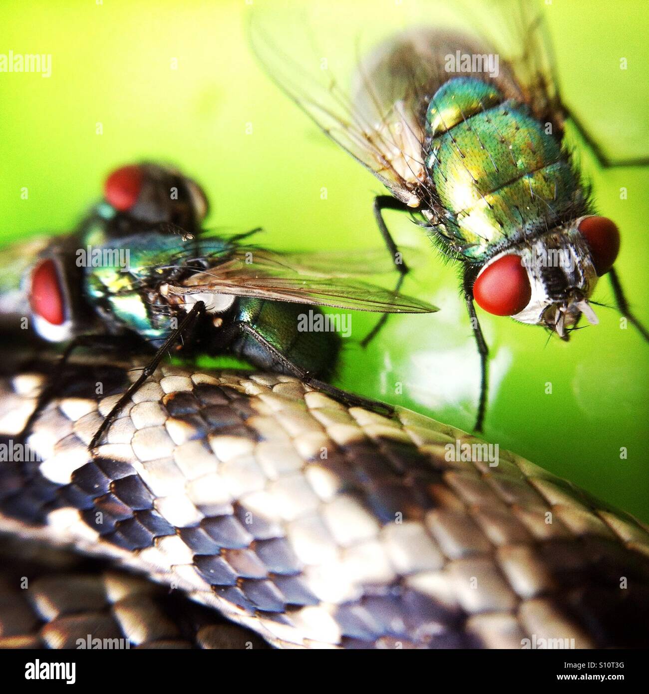 Bluebottles laying larvae in a dead snake Stock Photo