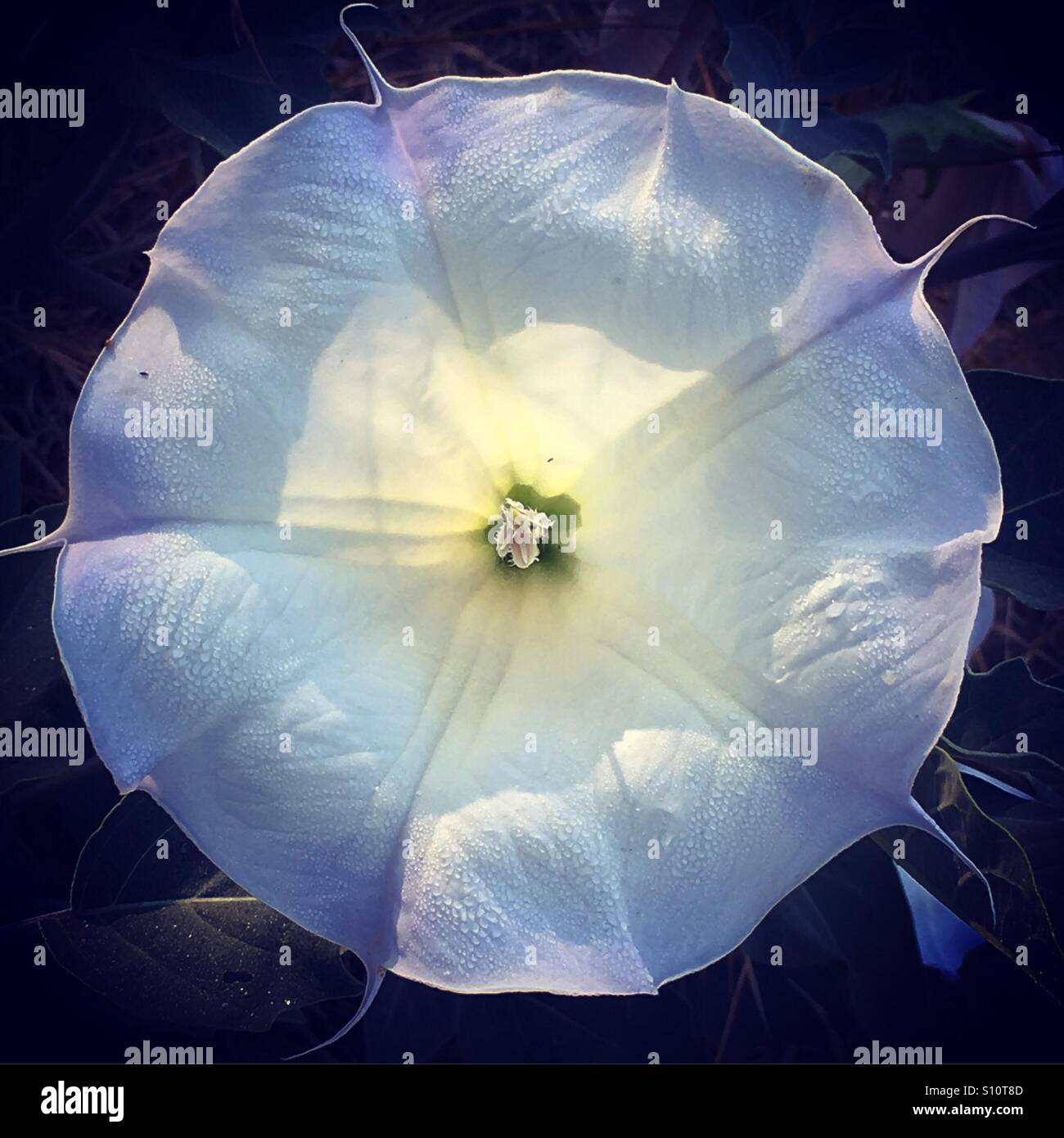 White flower jimson - Smartphone Captured Stock Image