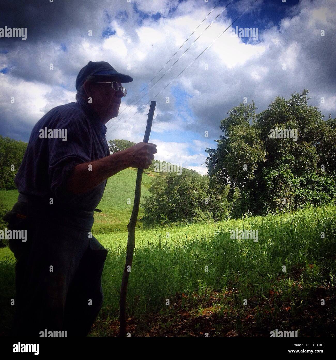 A senior man walks using a walking stick searchs for wild asparagus in Prado del Rey, Sierra de Cadiz, Andalusia, Spain - Smartphone Captured Stock Image