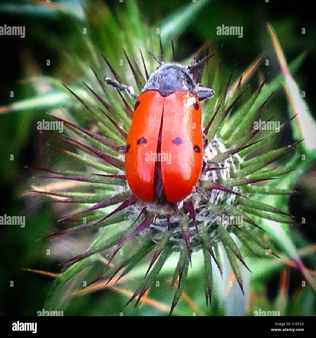 A ladybug perchs on a thorny plant in Prado del Rey, Sierra de Cadiz, Andalusia, Spain - Smartphone Captured Stock Image