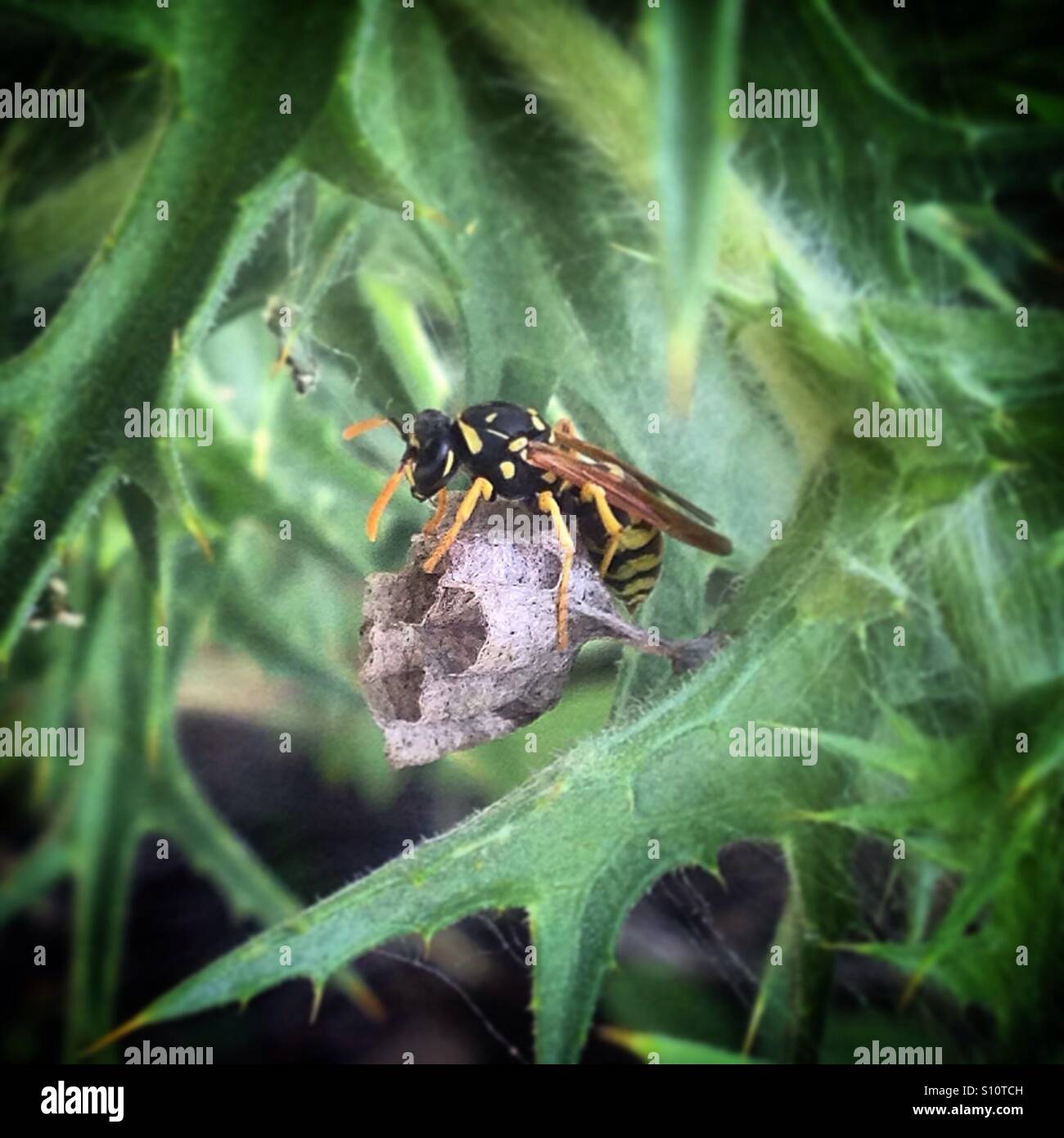 A wasp guards her nest in a thorny plant in Prado del Rey, Sierra de Cadiz, Andalusia, Spain - Smartphone Captured Stock Image