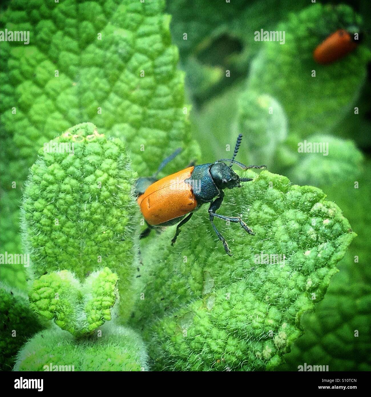 A red bug perchs on a green plant in Prado del Rey, Sierra de Cadiz, Andalusia, Spain - Smartphone Captured Stock Image
