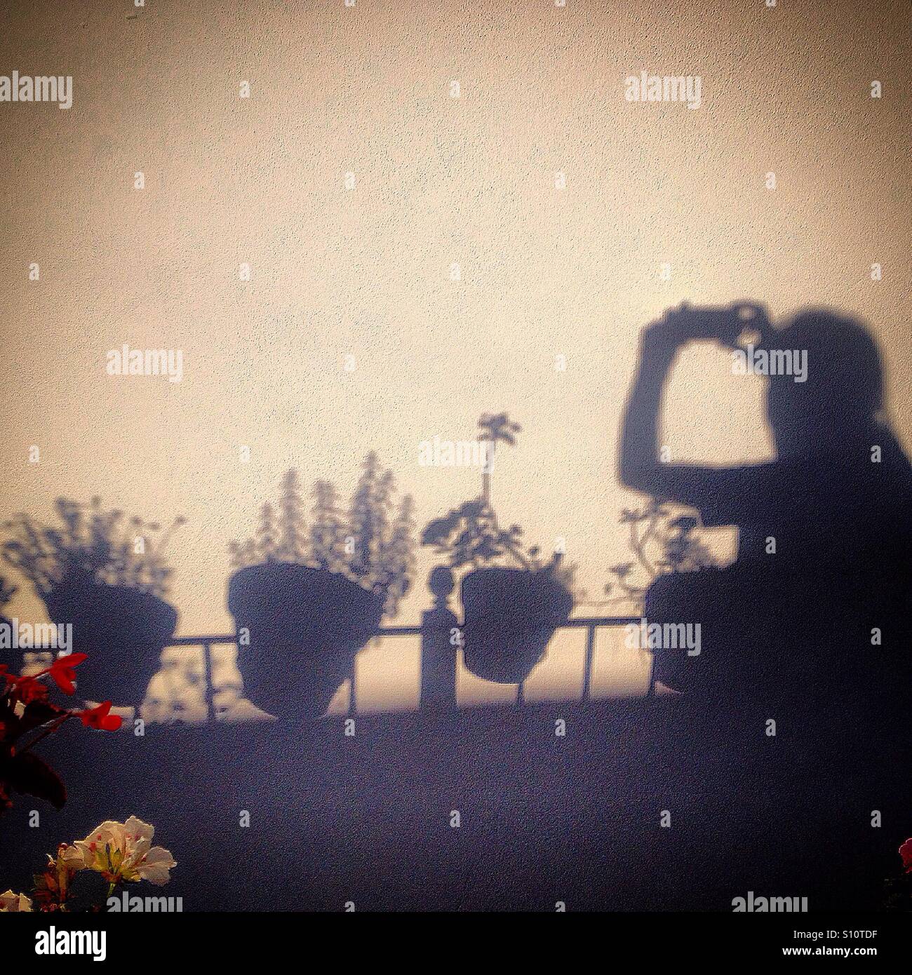 A silhouette of a man taking pictures of silhouettes of flower pots in