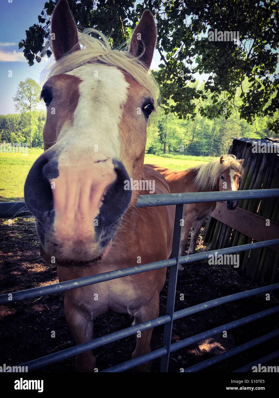 A pair of Palamino horses in their paddock - Smartphone Captured Stock Image