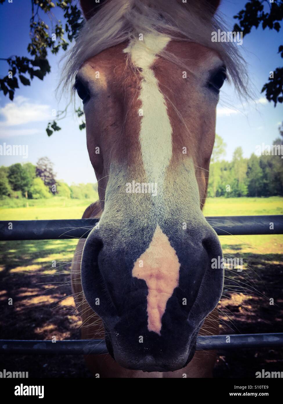 A head shot of a palomino horse - Smartphone Captured Stock Image