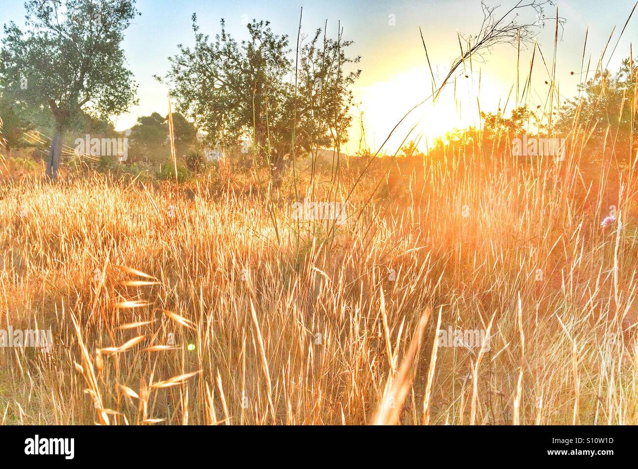 Golden hour morning on a field Stock Photo