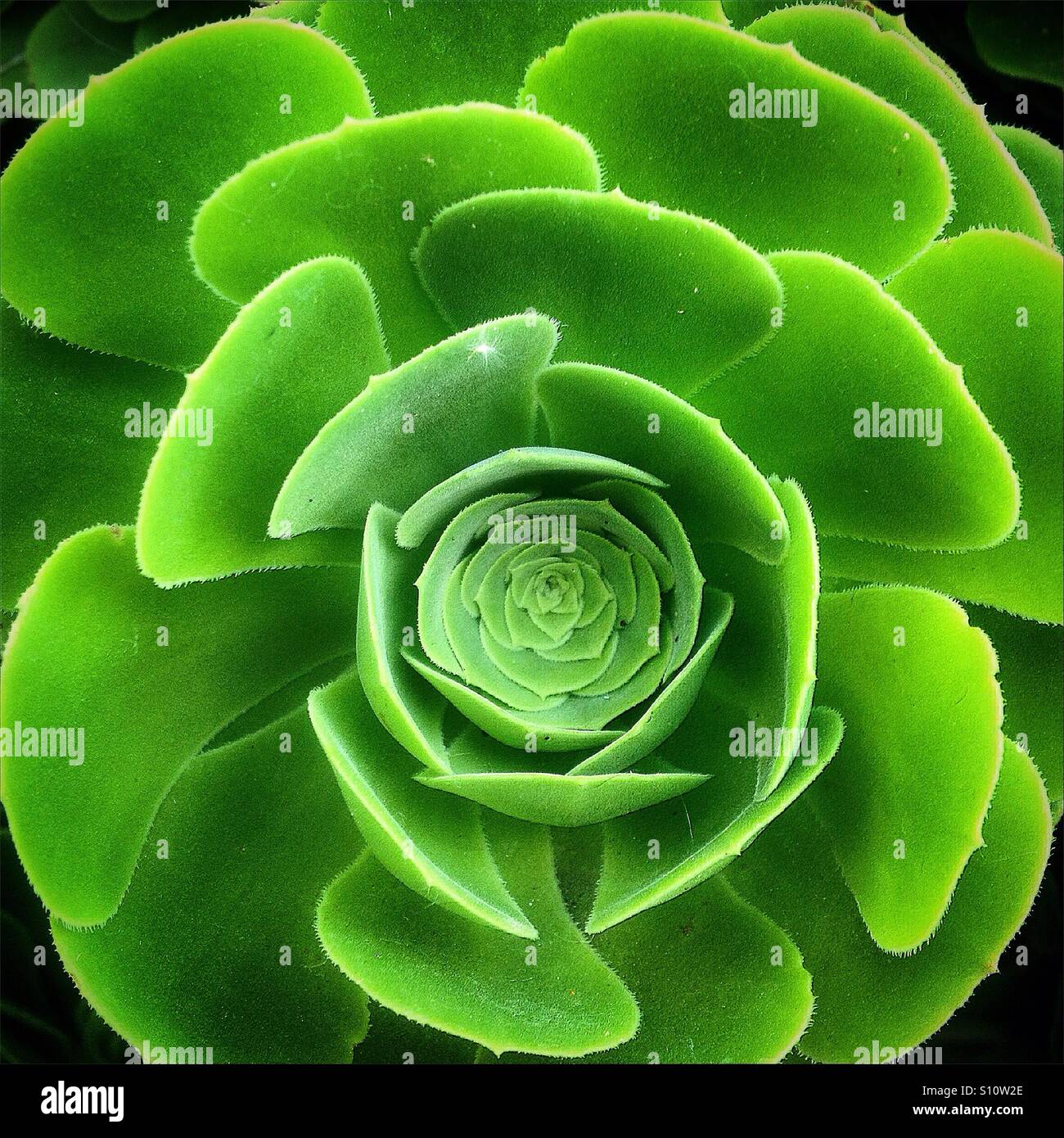 Geometry in a green cactus in El Gastor, Sierra de Cadiz, Andalusia, Spain Stock Photo