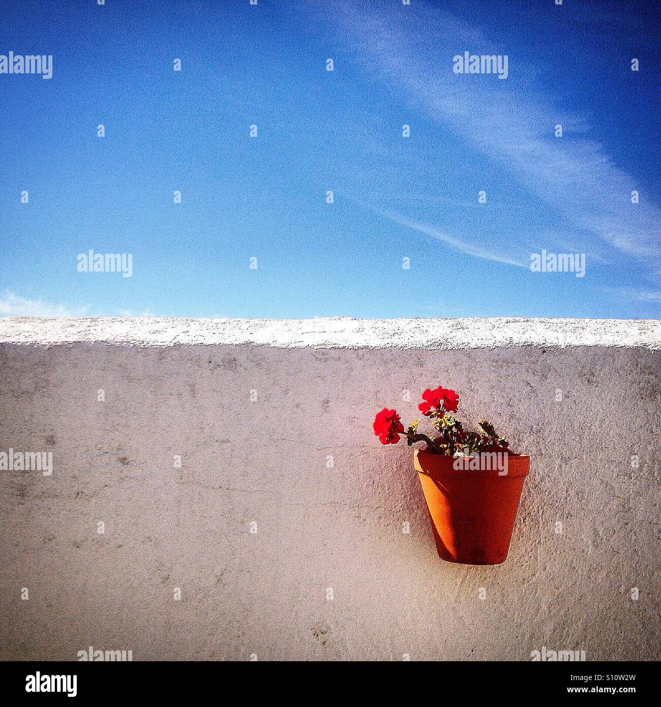 A flower pot on a white wall and the blue sky covered by a chemtrail in El Gastor, Sierra de Cadiz, Andalusia, Spain Stock Photo