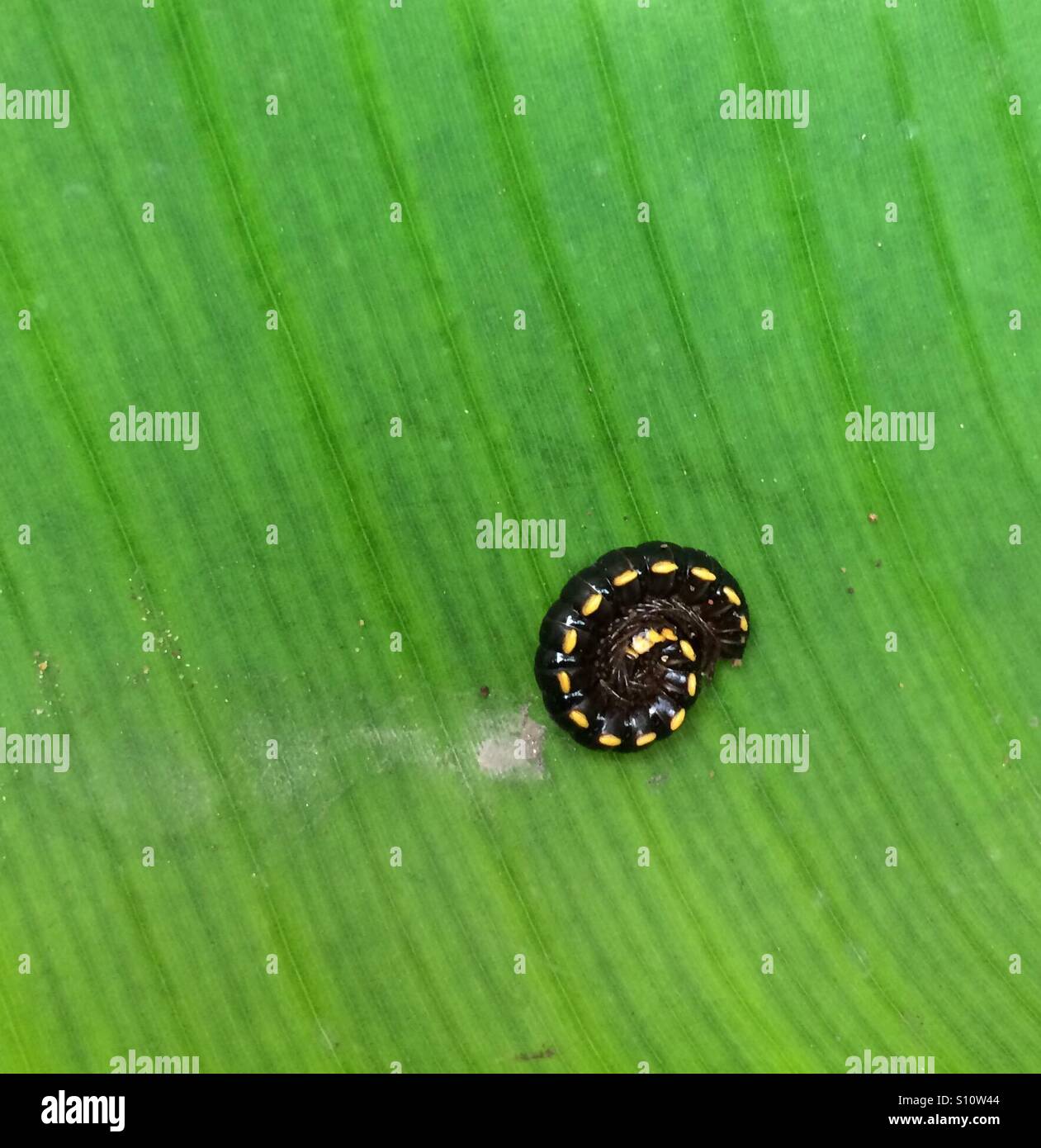Caterpillar Shape High Resolution Stock Photography and Images - Alamy