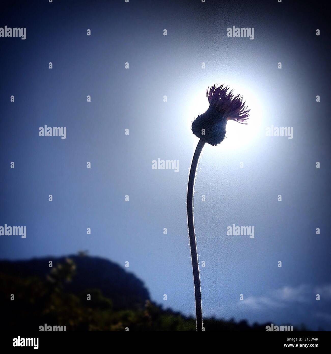 The Sun shines behind a flower in El Gastor, Sierra de Cadiz, Andalusia, Spain - Smartphone Captured Stock Image The Sun shines behind a flower in El Gastor, Sierra de Cadiz, Andalusia, Spain - Smartphone Captured Stock Image