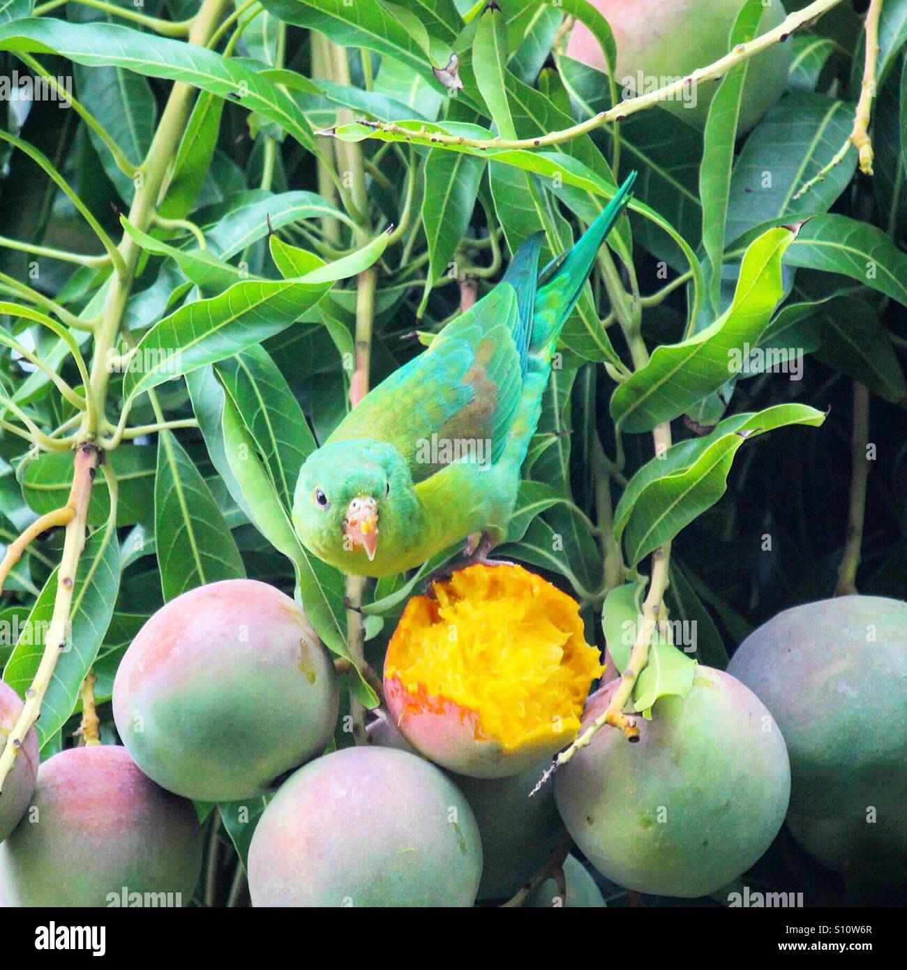 Parakeet eating mangos hi-res stock photography and images - Alamy