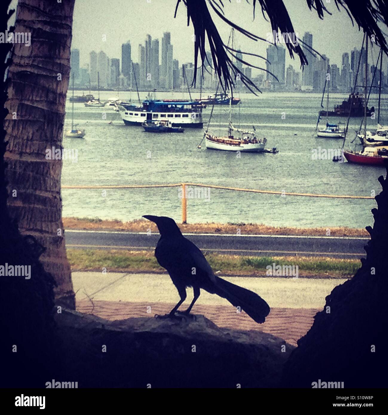 Talingo (black bird) with the Panama City skyline in the background. Stock Photo