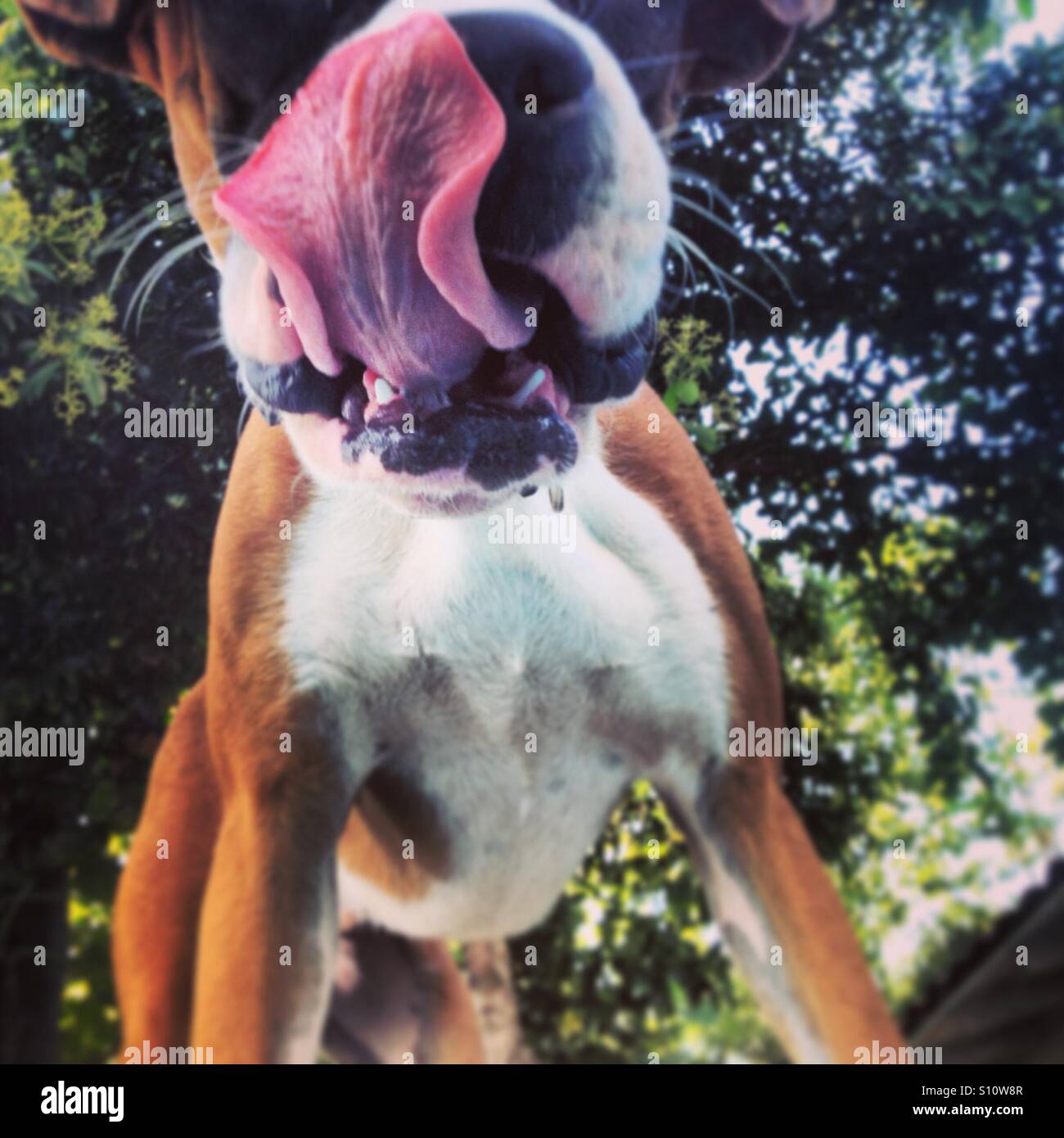 Boxer dog drool hi-res stock photography and images - Alamy