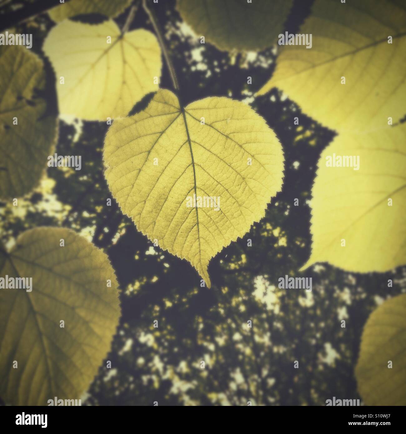 Summer leaves hi-res stock photography and images - Alamy