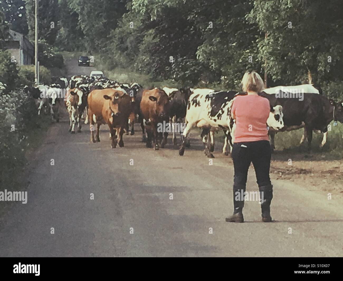 Farmer watching herd of cattle walking down a country lane in rural England. - Smartphone Captured Stock Image