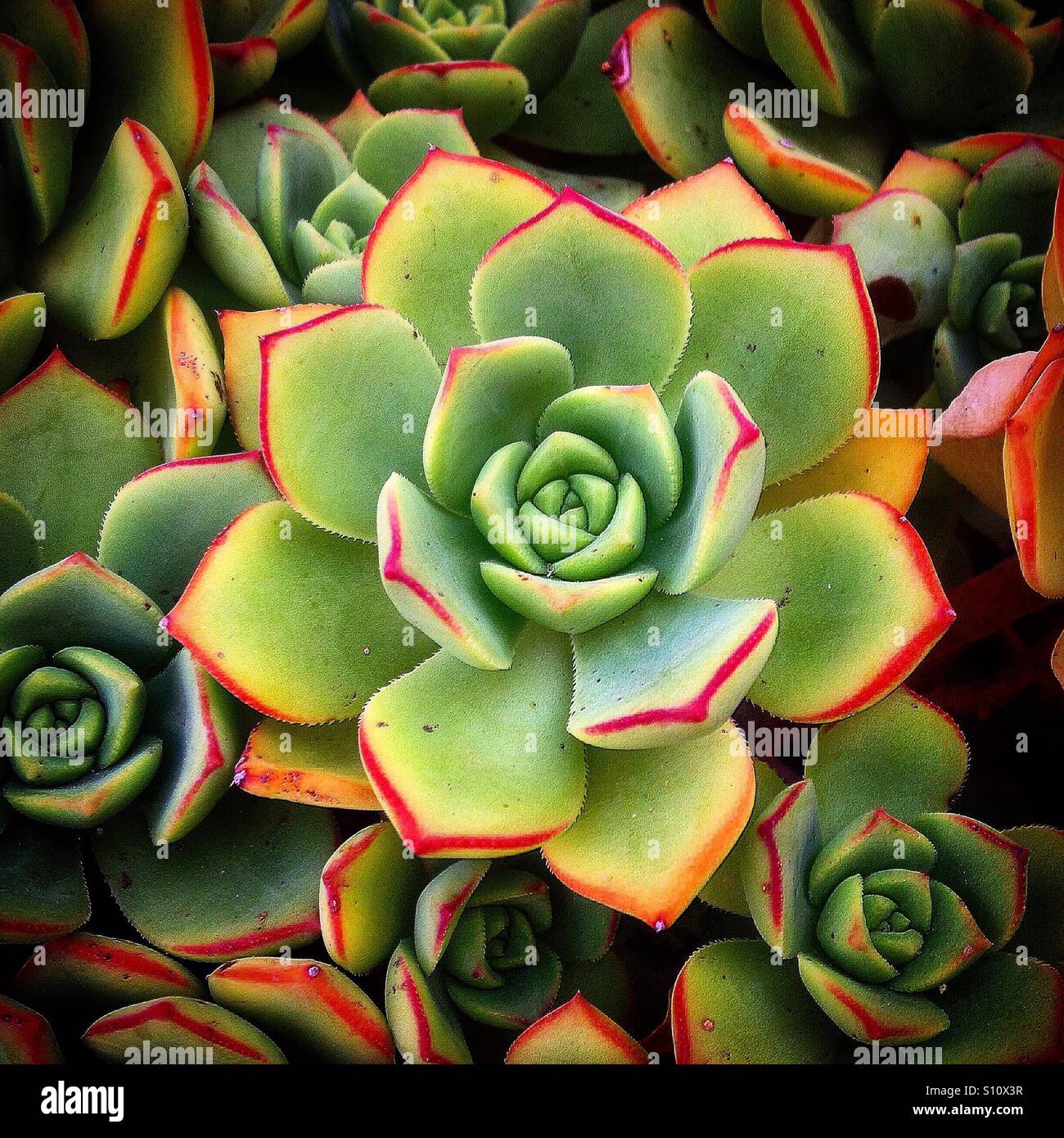 Geometric forms in a cactus in El Gastor, Sierra de Cadiz, Andalusia, Spain - Smartphone Captured Stock Image