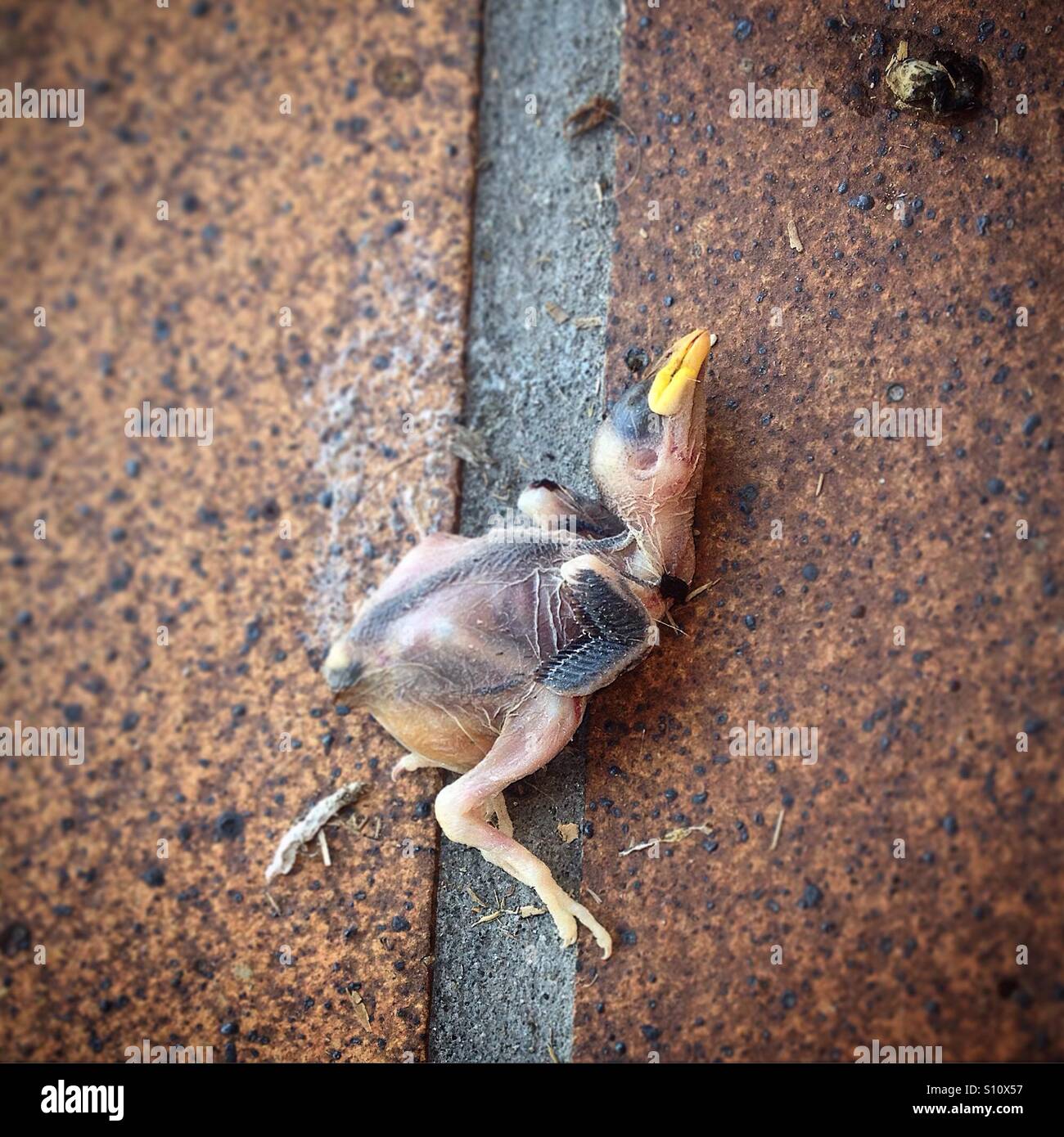 A dead baby bird in Prado del Rey, Sierra de Cadiz, Andalusia, Spain Stock Photo