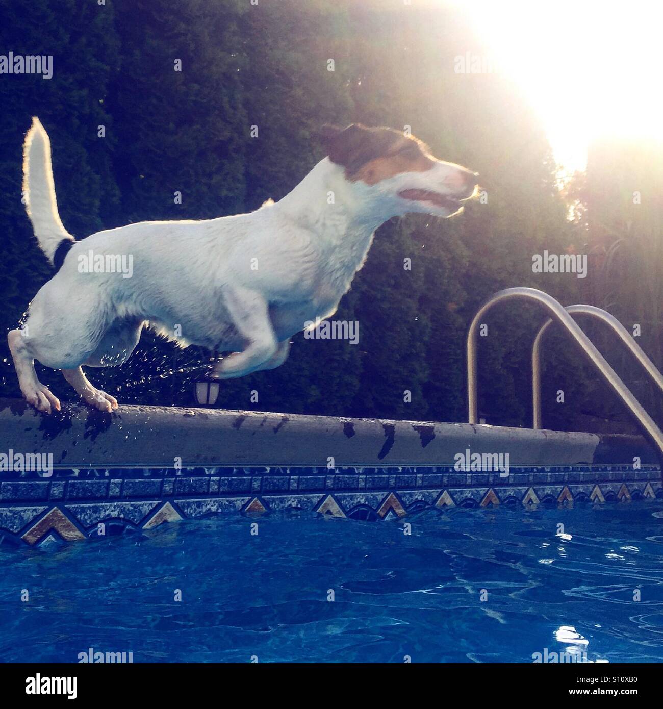 Dog in motion pushing off against the edge of a swimming pool. Natural light. - Smartphone Captured Stock Image