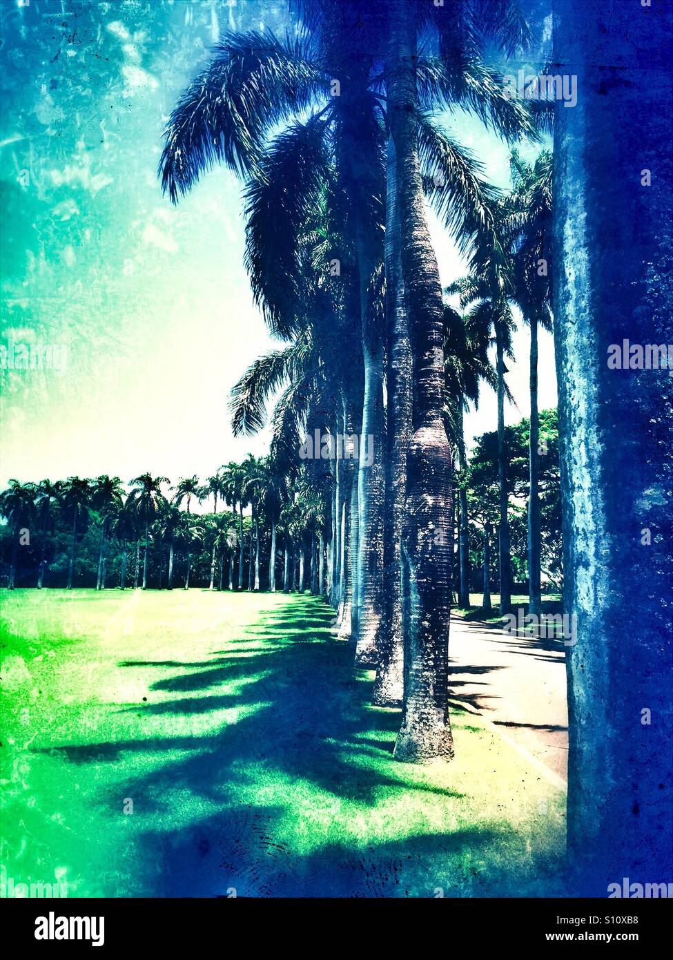 Tropical palms hi-res stock photography and images - Alamy