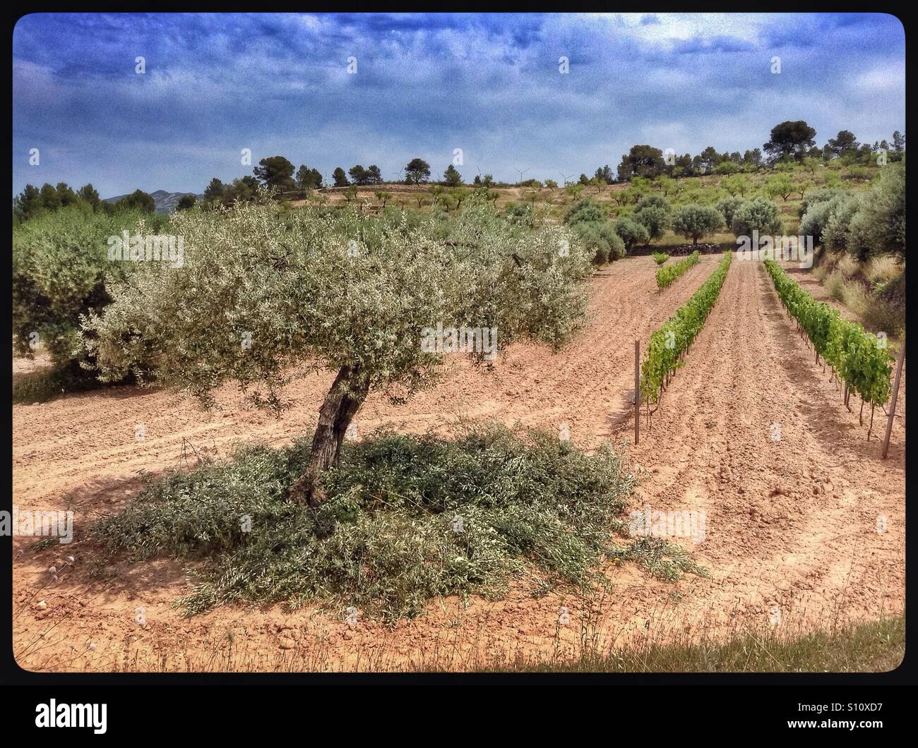 The seasonal pruning of Farga olive trees, Catalonia, Spain. - Smartphone Captured Stock Image