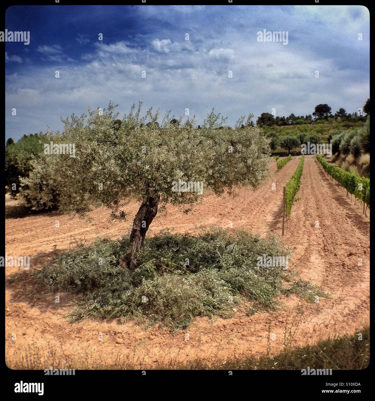 The seasonal pruning of Farga olive trees, Catalonia, Spain. - Smartphone Captured Stock Image