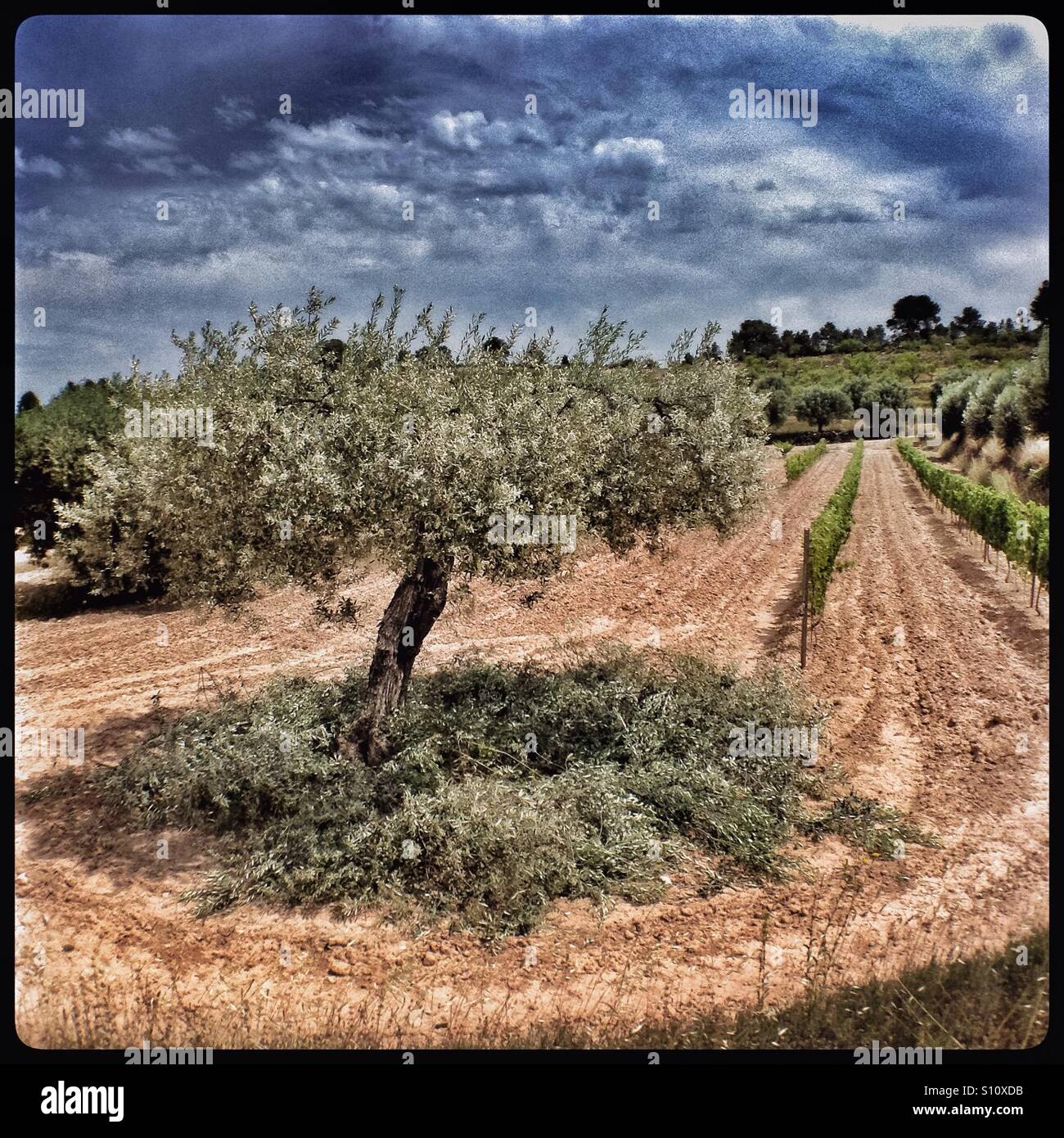 The seasonal pruning of Farga olive trees, Catalonia, Spain. - Smartphone Captured Stock Image